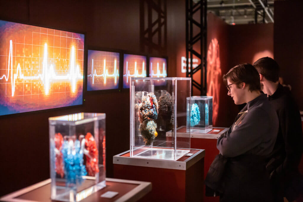 Adults explore circulatory system in Bodies Revealed exhibit
