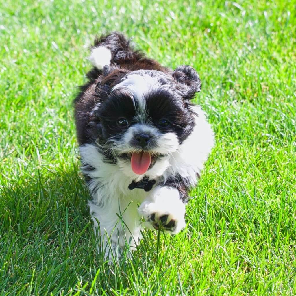 Photo of Running Dog