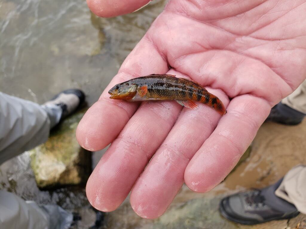 Rainbow Darter Fish
