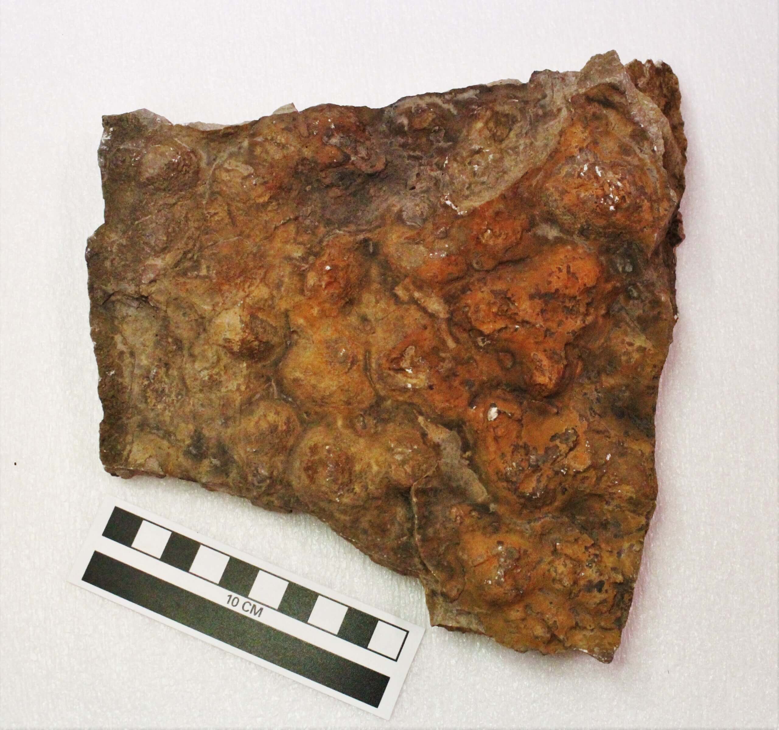 Collecting Marine Fossils in Michigan. Grand Rapids Public Museum