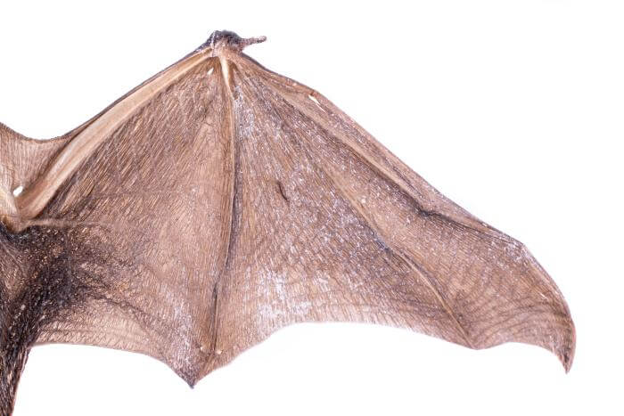 Fun Facts about Bats! - Grand Rapids Public Museum
